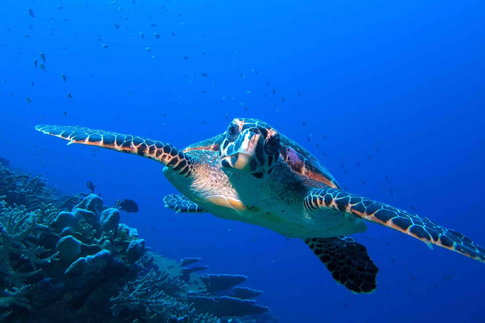 A sea turtle swimming over coral in clear blue water at the resort's reef.
